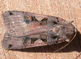Greater Black-letter Dart